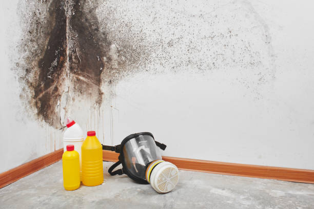 Best Mold Damage Repair  in Laredo, TX