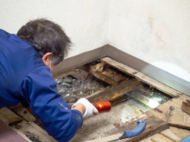 Best Mold Testing  in Laredo, TX