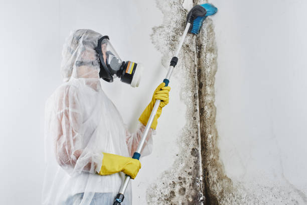 Best Mold Remediation  in Laredo, TX