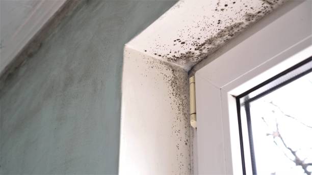 Best Certified Mold Removal  in Laredo, TX