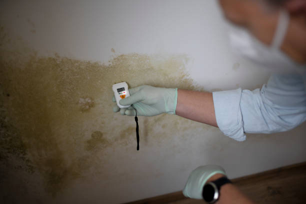 Mold Testing and Removal in Laredo, TX
