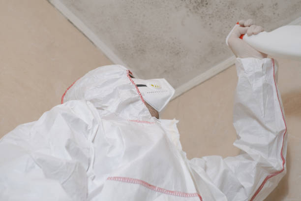 Best Local Mold Removal Service  in Laredo, TX