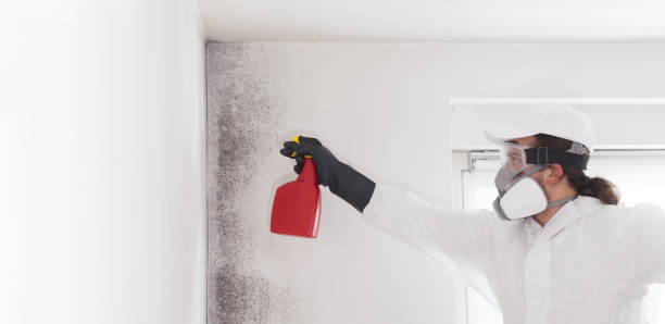 Best Mold Damage Repair  in Laredo, TX