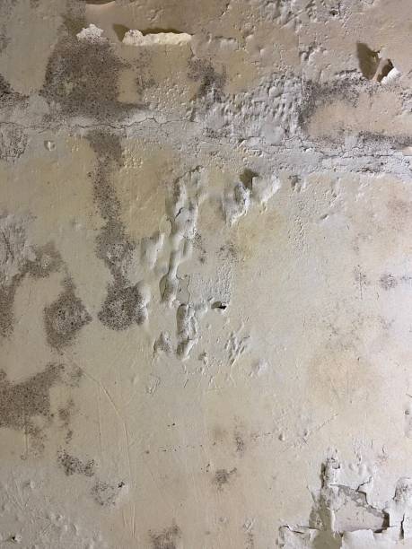 Laredo, TX Mold Removal Company