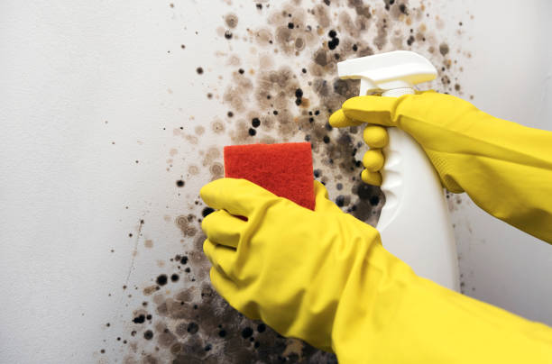 Best Mold Testing  in Laredo, TX