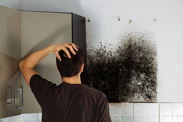 Best Professional Mold Removal  in Laredo, TX