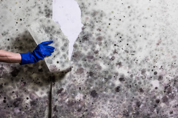 Best Fast Mold Removal  in Laredo, TX