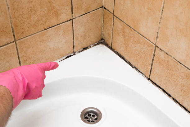 Best Mold Cleaning Services  in Laredo, TX